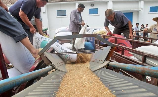 中国允许俄罗斯全境小麦进口,后市玉米小麦以及生猪的走势如何?休闲区蓝鸢梦想 - Www.slyday.coM 中国允许俄罗斯全境小麦进口,后市玉米小麦以及生猪的走势如何?休闲区蓝鸢梦想 - Www.slyday.coM