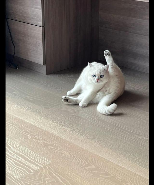 猫咪做完绝育手术后一直抬着后腿给主人看看你干的好事