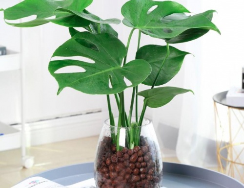 龟背竹水培多久可以栽种 b576-ac26475b58ebca18d9a5007d846acb28.jpg