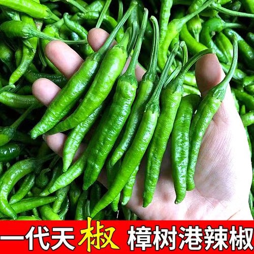 湘阴县樟树镇辣椒产业协会系第11056297号