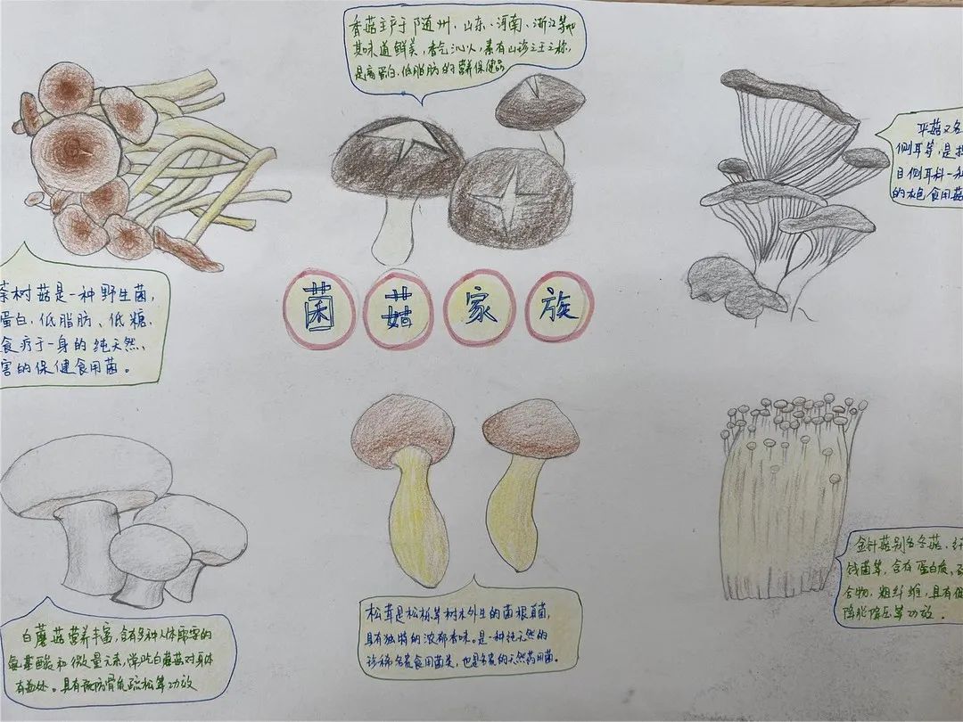 校园新闻新城小学南校区手绘家族画谱布置安心小屋