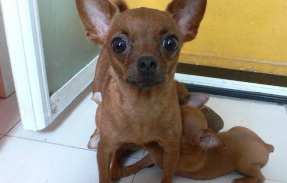 你见过最聪明的狗吗？网友晒出小鹿犬的“事迹”后我笑了