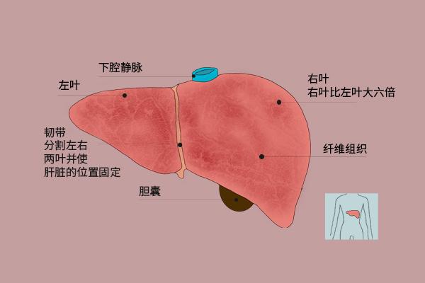 谷丙转氨酶达到多少怀疑存在肝癌40岁后建议早筛早诊