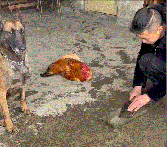 当冰墩墩有了大长腿之后,当时我就破防了!休闲区蓝鸢梦想 - Www.slyday.coM 当冰墩墩有了大长腿之后,当时我就破防了!休闲区蓝鸢梦想 - Www.slyday.coM