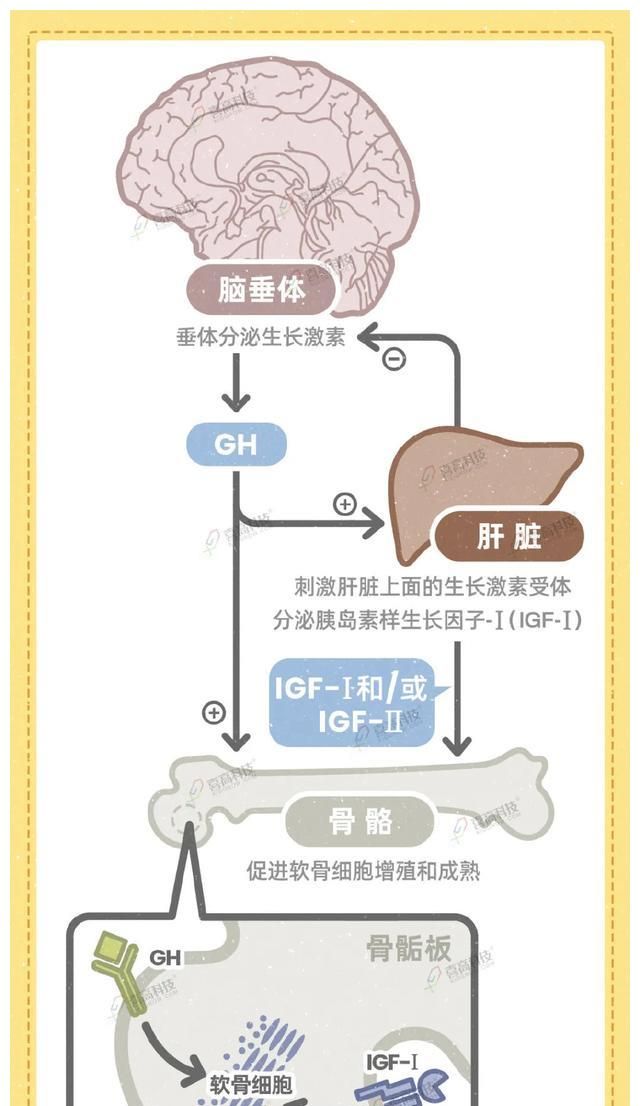 影响身高的原因有很多,生长激素缺乏只是其中之一.