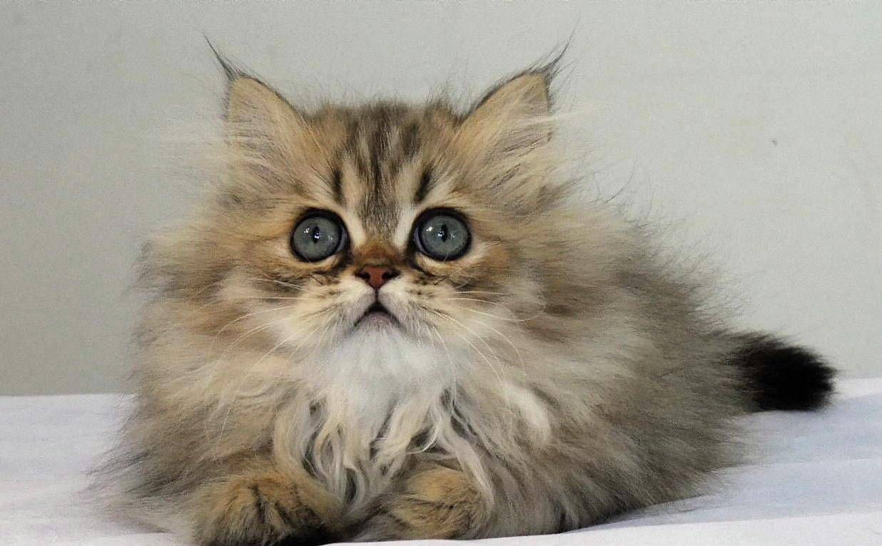 猫界中眼睛最大的猫—金吉拉