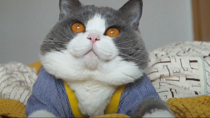 英国短毛猫常见的几种颜色，你最喜欢哪一种？