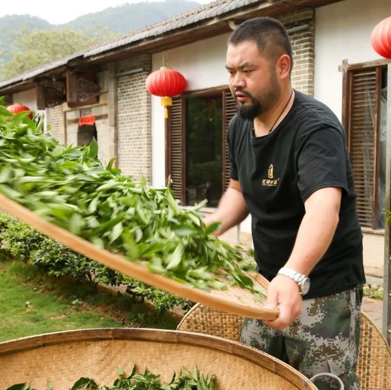 岩茶新势力·武夷琅琊榜 | （送茶）范辉：我追随父亲成为师父