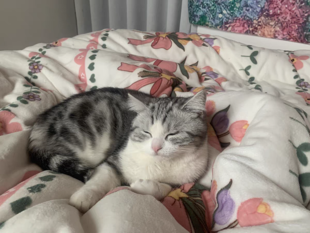 貓糧哪個牌子質量好性價比高？貓糧品牌十大排行