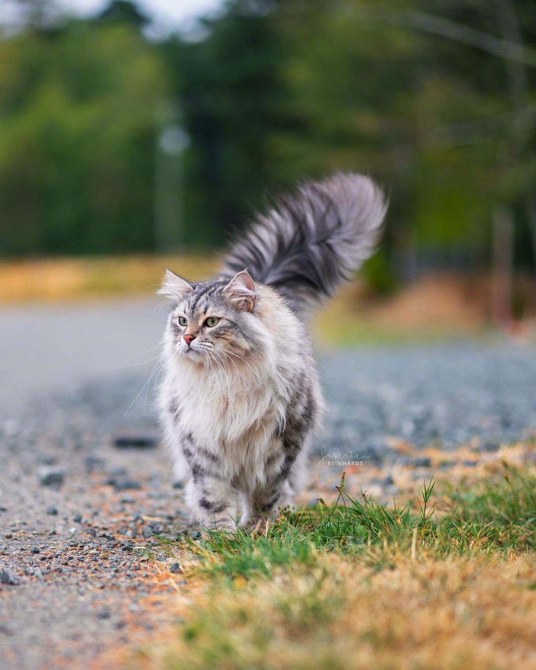 眉清目秀的修猫