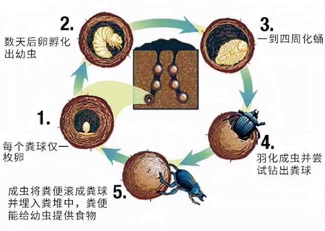 我们低估了屎壳郎，没有它草原或成炼狱，<a href=