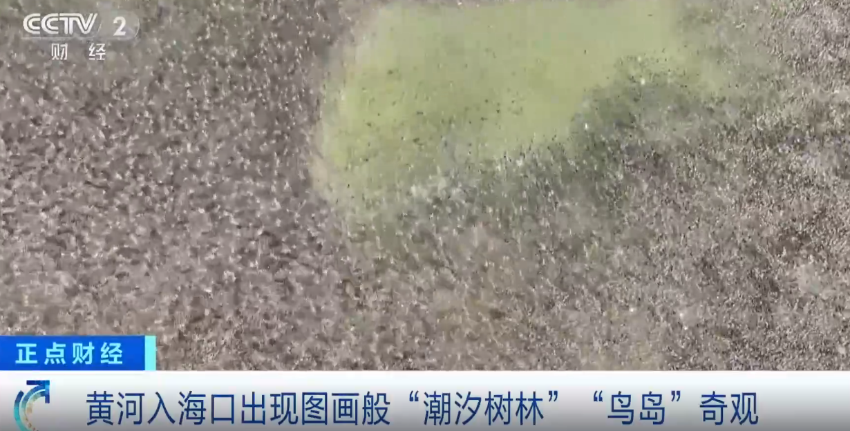 震撼!黄河入海口出现“潮汐树林”“鸟岛”奇观休闲区蓝鸢梦想 - Www.slyday.coM 震撼!黄河入海口出现“潮汐树林”“鸟岛”奇观休闲区蓝鸢梦想 - Www.slyday.coM