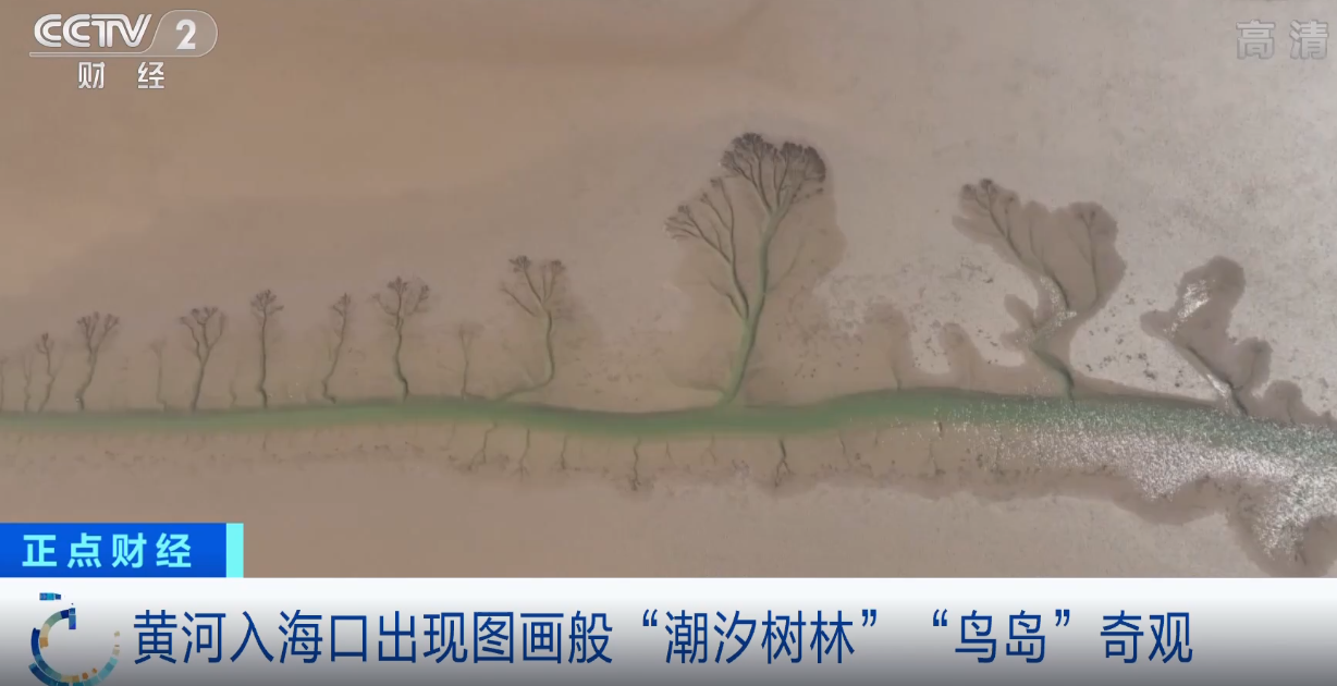 震撼!黄河入海口出现“潮汐树林”“鸟岛”奇观休闲区蓝鸢梦想 - Www.slyday.coM 震撼!黄河入海口出现“潮汐树林”“鸟岛”奇观休闲区蓝鸢梦想 - Www.slyday.coM