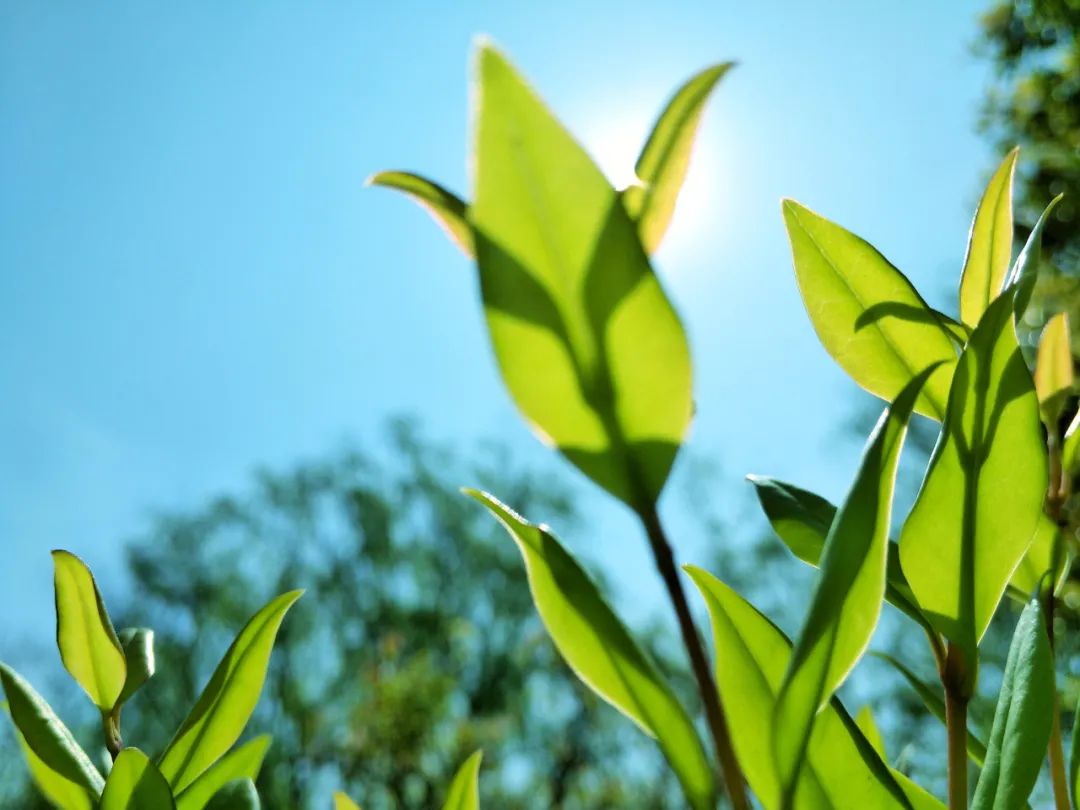 二月二龙抬头,鸿运当头休闲区蓝鸢梦想 - Www.slyday.coM 二月二龙抬头,鸿运当头休闲区蓝鸢梦想 - Www.slyday.coM