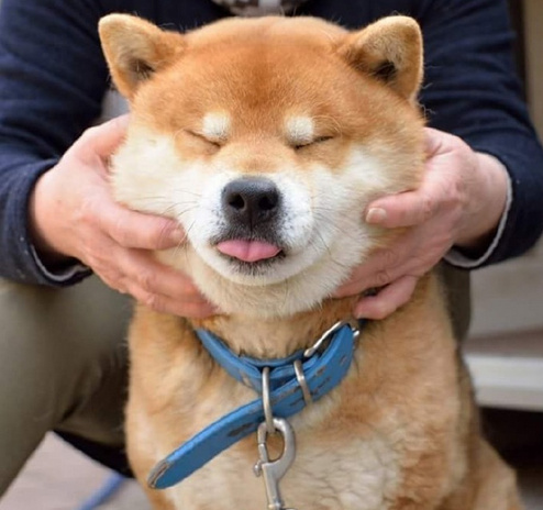 柴犬ryujiの脸部按摩时刻看它一脸享受的样子