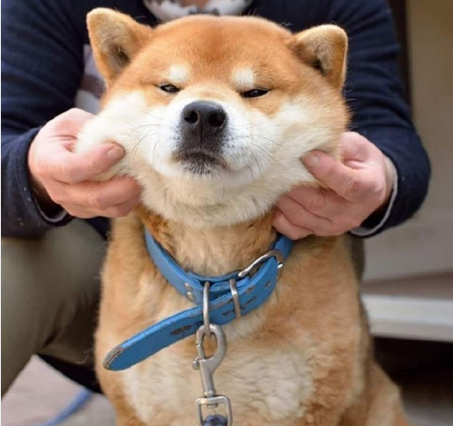 柴犬ryujiの脸部按摩时刻看它一脸享受的样子