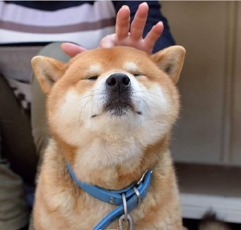 柴犬ryujiの脸部按摩时刻看它一脸享受的样子