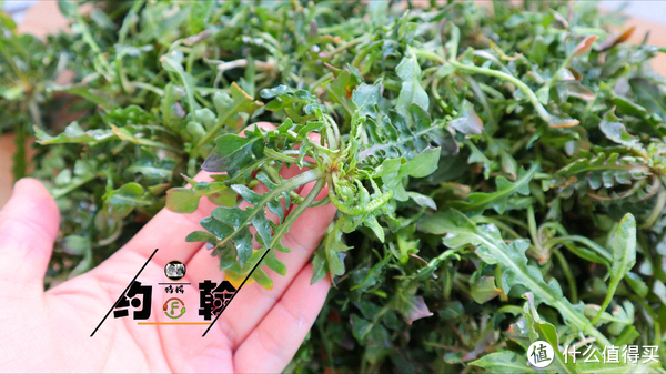 春天5种常见野菜,比青菜还好吃,常吃解油腻又养人,看见别错过休闲区蓝鸢梦想 - Www.slyday.coM 春天5种常见野菜,比青菜还好吃,常吃解油腻又养人,看见别错过休闲区蓝鸢梦想 - Www.slyday.coM