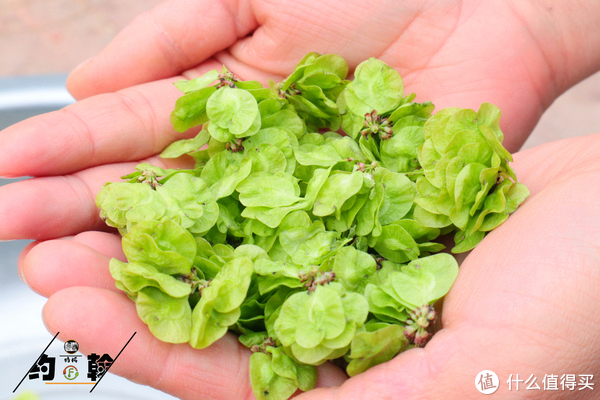 春天5种常见野菜,比青菜还好吃,常吃解油腻又养人,看见别错过休闲区蓝鸢梦想 - Www.slyday.coM 春天5种常见野菜,比青菜还好吃,常吃解油腻又养人,看见别错过休闲区蓝鸢梦想 - Www.slyday.coM