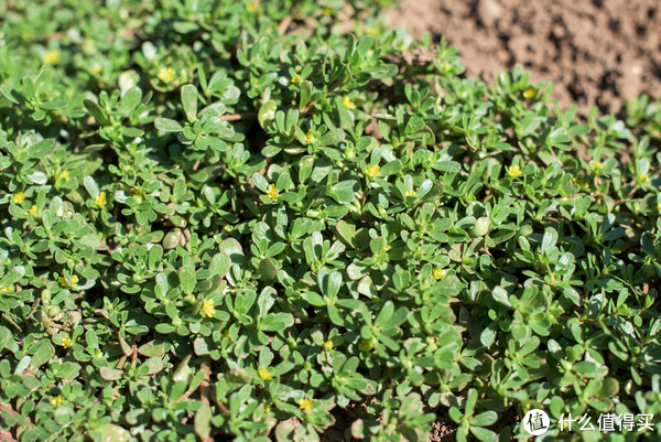 春天5种常见野菜,比青菜还好吃,常吃解油腻又养人,看见别错过休闲区蓝鸢梦想 - Www.slyday.coM 春天5种常见野菜,比青菜还好吃,常吃解油腻又养人,看见别错过休闲区蓝鸢梦想 - Www.slyday.coM