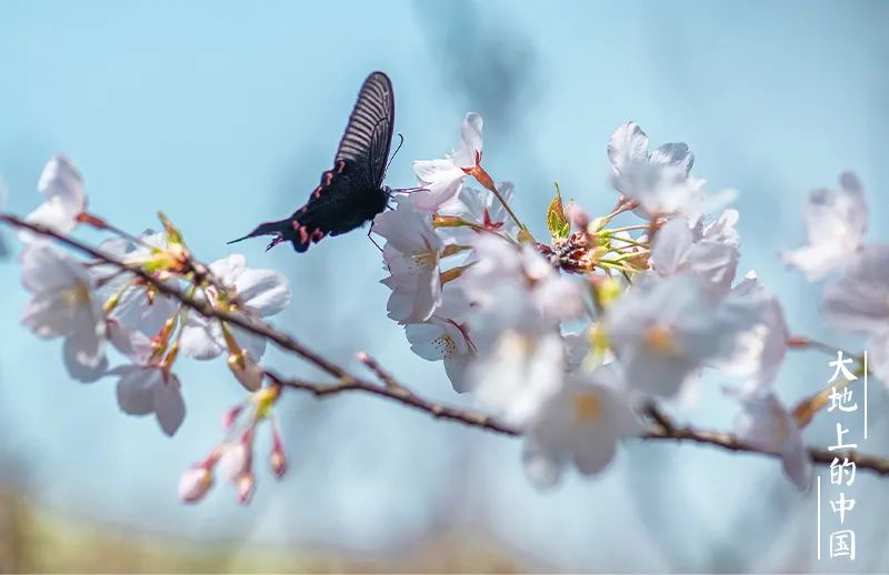 大地上的中国:小镇青年也应该有春天休闲区蓝鸢梦想 - Www.slyday.coM 大地上的中国:小镇青年也应该有春天休闲区蓝鸢梦想 - Www.slyday.coM
