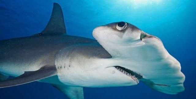 澳洲渔民连钓3条只剩下头的大型鲨鱼，为何吓得立即返航？