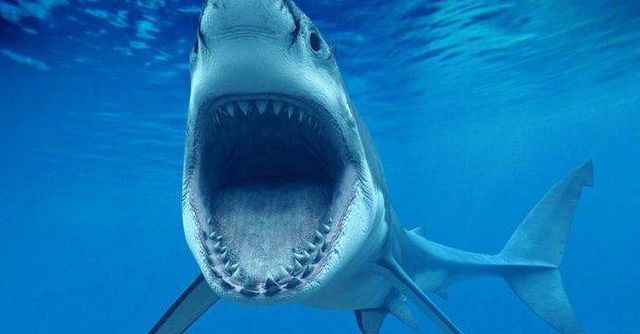 澳洲渔民连钓3条只剩下头的大型鲨鱼，为何吓得立即返航？