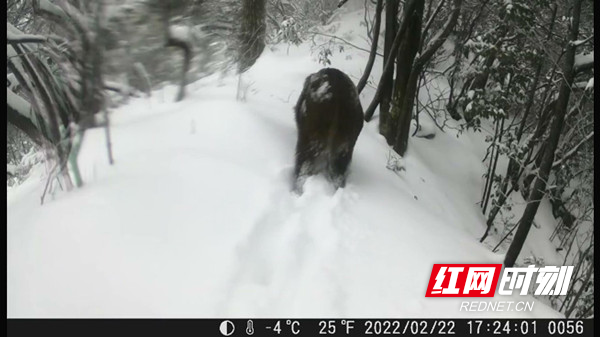 邵阳绥宁:黄桑的动物宝贝们在雪地里“撒欢儿”休闲区蓝鸢梦想 - Www.slyday.coM 邵阳绥宁:黄桑的动物宝贝们在雪地里“撒欢儿”休闲区蓝鸢梦想 - Www.slyday.coM