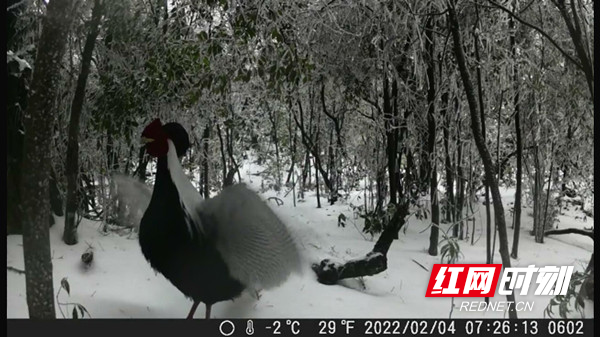 邵阳绥宁:黄桑的动物宝贝们在雪地里“撒欢儿”休闲区蓝鸢梦想 - Www.slyday.coM 邵阳绥宁:黄桑的动物宝贝们在雪地里“撒欢儿”休闲区蓝鸢梦想 - Www.slyday.coM