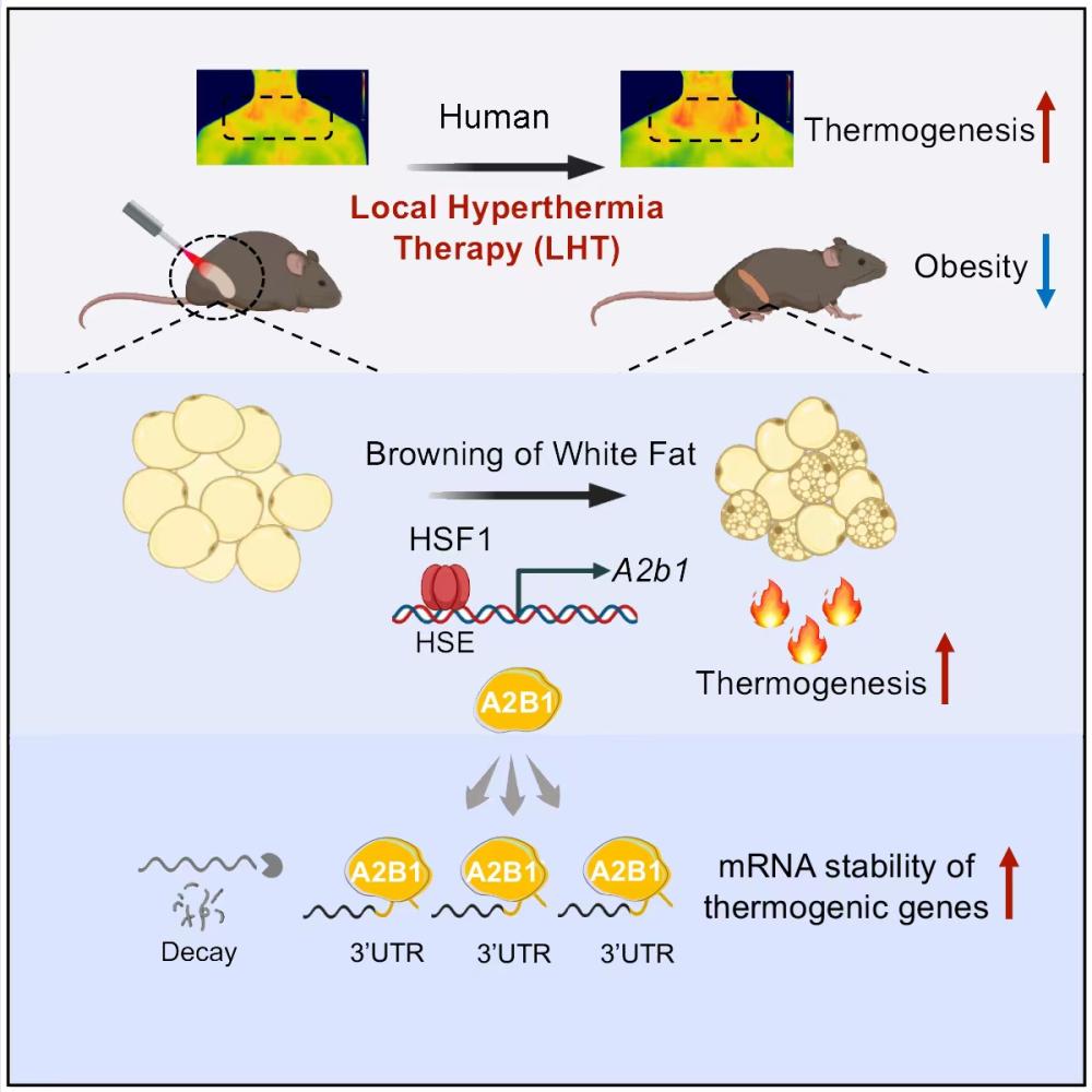 登上《细胞Cell》封面!中国科学家发现减肥新方法,局部热疗燃烧脂肪休闲区蓝鸢梦想 - Www.slyday.coM 登上《细胞Cell》封面!中国科学家发现减肥新方法,局部热疗燃烧脂肪休闲区蓝鸢梦想 - Www.slyday.coM