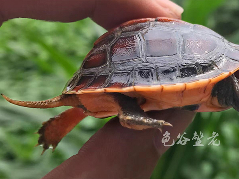 黄缘闭壳龟安缘、台缘、大陆缘、琉球缘、杂缘的区别「龟谷鳖老」