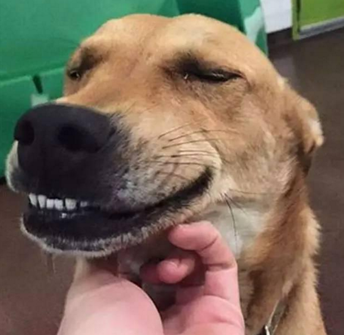 微笑狗图片：微笑狗为何那么吓人_生活知识