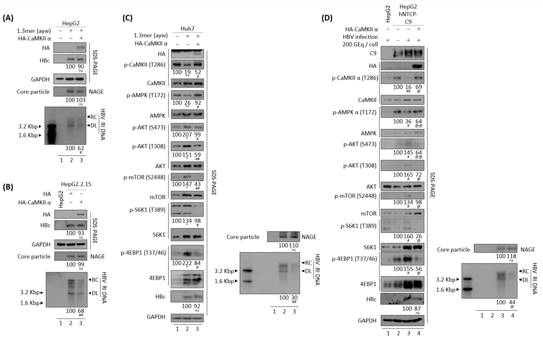乙肝新靶点，<a href=