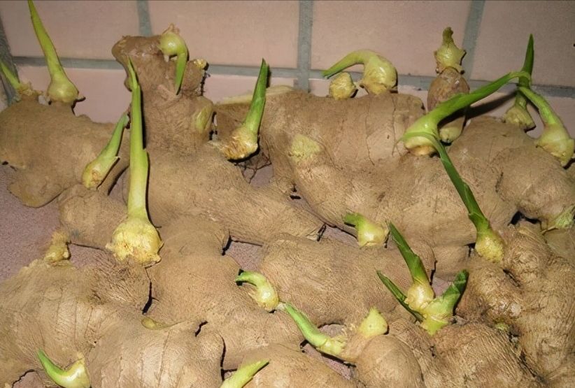 阳台种生姜谨记3要点挖出一桶姜山一年吃不完
