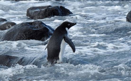 逃离南极？一只企鹅独自游了3000公里抵达<a href=