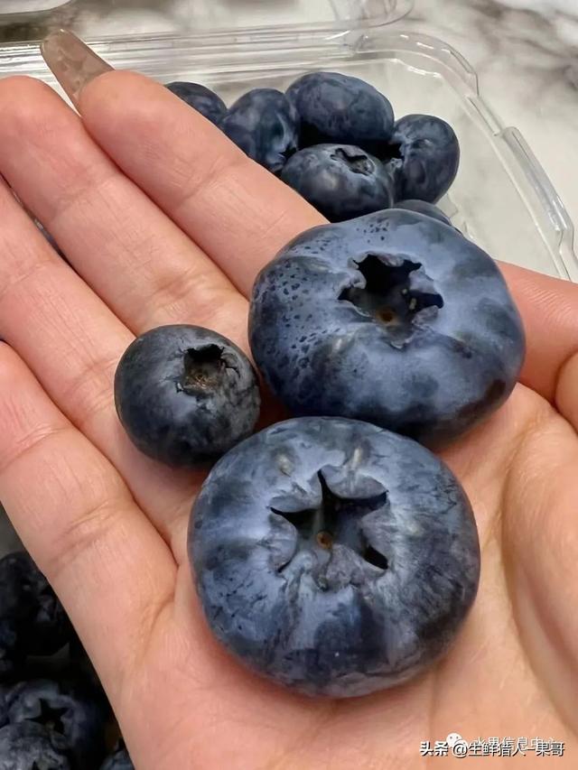 目前这个超大蓝莓主要在精品商超出售,价格目前降了,最开始上市是158
