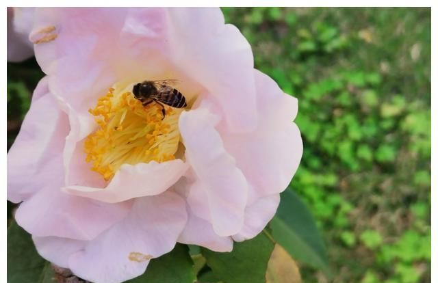 大S离婚没多久再嫁<a href=