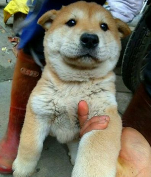 这种狗狗长得和柴犬很像不过一只柴犬值几千块它白送都没人要