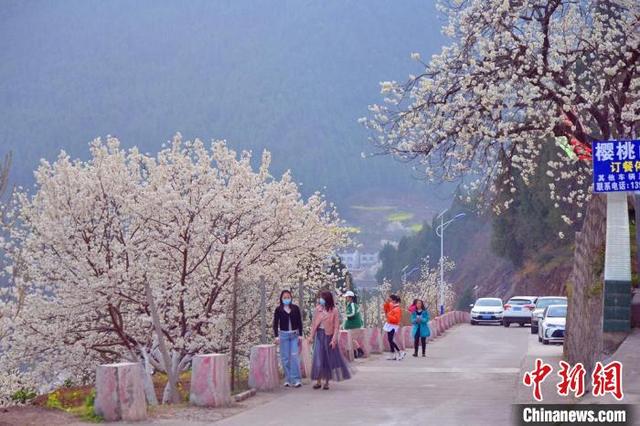 近日,位于川陕甘结合部的四川广元市朝天区沙河镇"樱花谷"景区万余亩