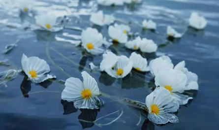 有蓝色珍珠么 d885-d4b508a6c1551b08e583788a879191da.png
