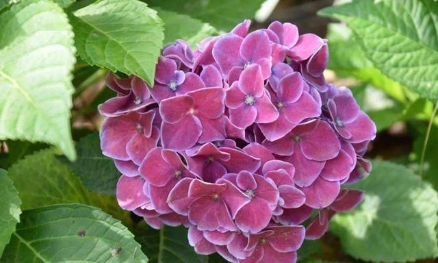 绣球是春季的热门花卉,要养好却不容易,这种免费“肥料”要用好 绣球是春季的热门花卉,要养好却不容易,这种免费“肥料”要用好