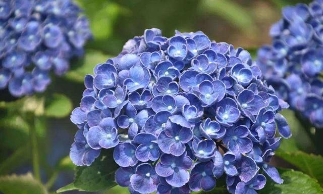 绣球是春季的热门花卉,要养好却不容易,这种免费“肥料”要用好 绣球是春季的热门花卉,要养好却不容易,这种免费“肥料”要用好