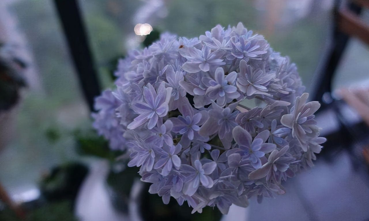 绣球是春季的热门花卉,要养好却不容易,这种免费“肥料”要用好 绣球是春季的热门花卉,要养好却不容易,这种免费“肥料”要用好