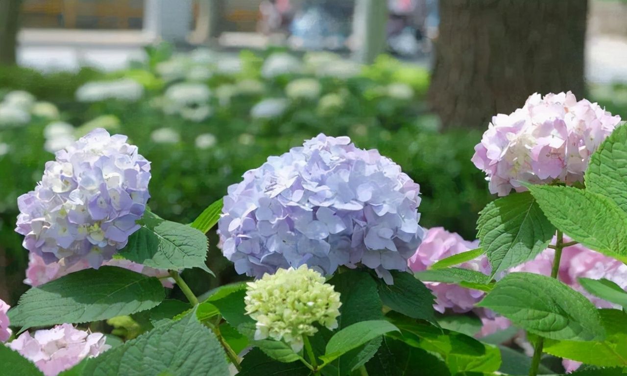 绣球是春季的热门花卉,要养好却不容易,这种免费“肥料”要用好 绣球是春季的热门花卉,要养好却不容易,这种免费“肥料”要用好