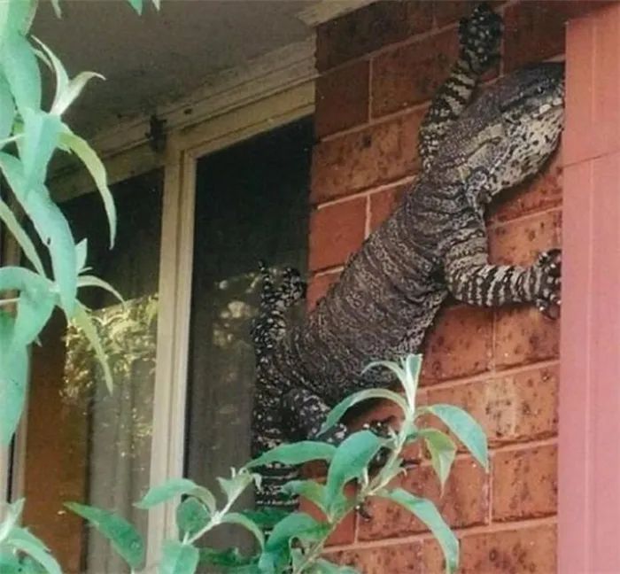 21个澳洲很可能是异世界的证据，蚯蚓比蟒蛇还大！