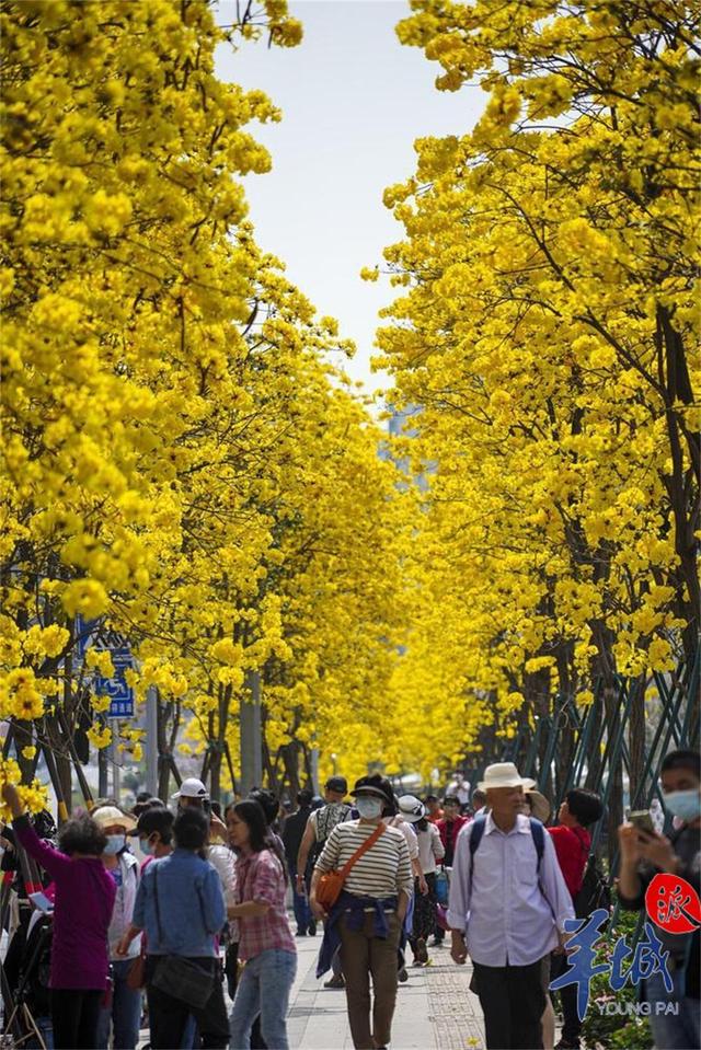 图集视频打卡春日限定广州黄花风铃木盛放