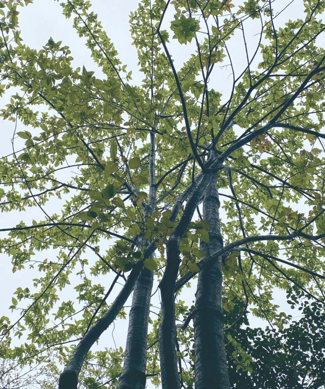 青榨槭-丽江园林绿化植物-图片