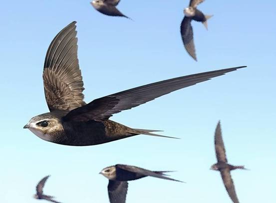 雨燕360体育免费直播NBA全场高清无插件实时观看体验极致篮球盛宴