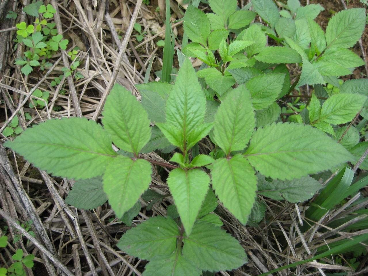 就讨厌,老人称它为三高草,价值你知道多少|鬼针草|植物|农村_新浪新闻