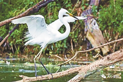 观鸟、骑行、野餐…… 春日遛娃怎么“野”休闲区蓝鸢梦想 - Www.slyday.coM 观鸟、骑行、野餐…… 春日遛娃怎么“野”休闲区蓝鸢梦想 - Www.slyday.coM